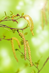 Image showing First spring green leaves on a tree