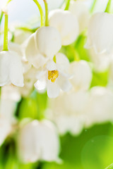 Image showing Lilies of the valley, close up