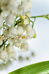 Image showing Lilies of the valley, close up