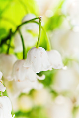 Image showing Lilies of the valley, close up