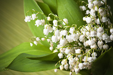 Image showing Lilies of the valley, close up