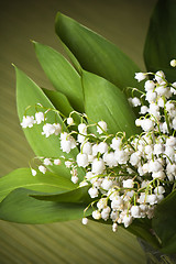 Image showing Lilies of the valley, close up