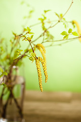 Image showing  fresh branches of a birch in a glass on a table