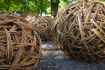 Image showing Twisted willow twigs of balls for landscaping