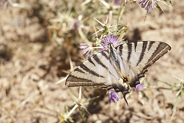 Image showing Butterfly on a flower in sicilian countryside