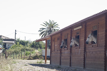 Image showing Horses in their stable