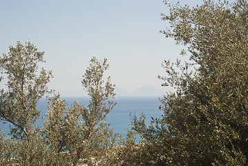 Image showing view of the Aeolian Islands among olive trees 