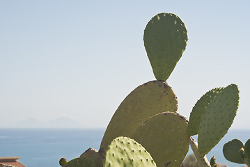 Image showing Prickly pear cactus plant