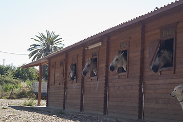 Image showing Horses in their stable