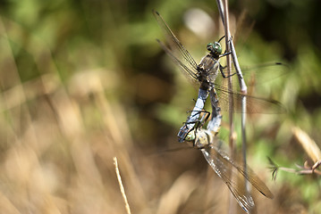 Image showing dragonfly mating 