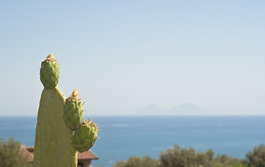 Image showing Prickly pear and aeolian islands