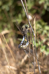 Image showing dragonfly mating 