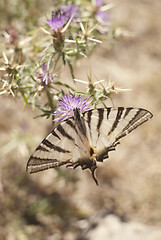 Image showing Butterfly on a flower in sicilian countryside