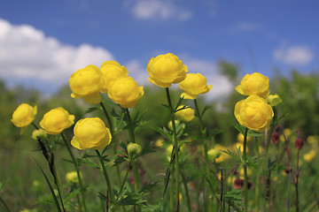 Image showing Globeflower