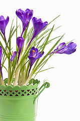 Image showing crocuses