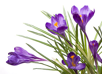 Image showing crocuses