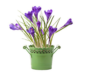 Image showing crocuses