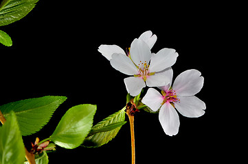 Image showing fruit tree flower on black background
