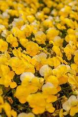 Image showing  Yellow Petunia Blooming Brilliantly in Spring