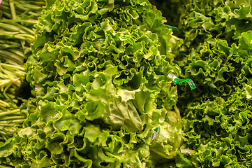Image showing Fresh green lettuce