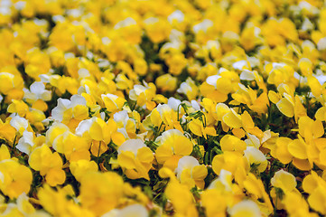 Image showing  Yellow Petunia Blooming Brilliantly in Spring