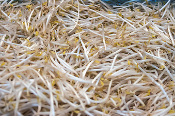 Image showing sprouts on display at market