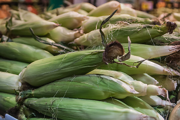 Image showing corn on display at farmers market