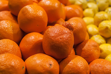 Image showing fresh and colorful Minneola tangelo fruit honeybell on display a