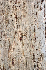 Image showing bark of an old fir