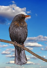 Image showing blackbird on a branch
