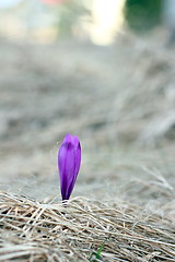 Image showing colorful crocus in spring
