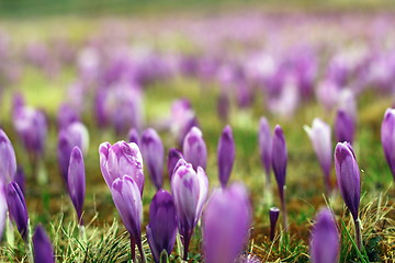 Image showing crocus sativus on a meadow