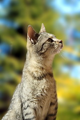 Image showing curious striped cat