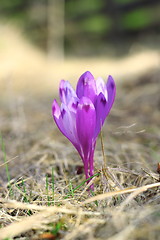 Image showing detail of crocus sativus