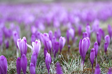 Image showing meadow with spring wild flowers