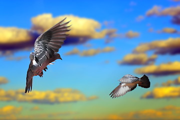 Image showing pigeons flying over the sky