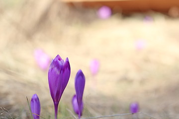 Image showing purple flowers in early spring