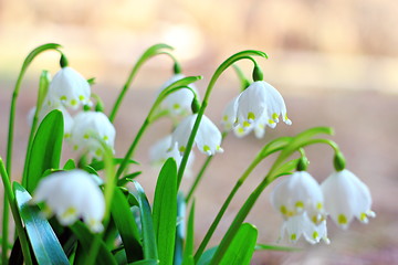 Image showing spring snowflakes