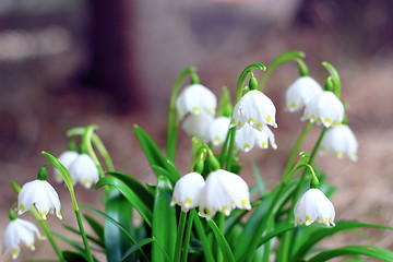 Image showing spring symbol