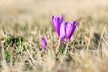 Image showing spring wild flowers