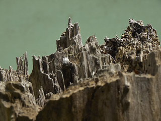 Image showing Stump of rooten wood