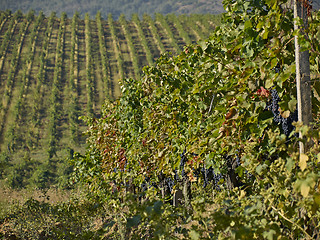 Image showing grapes in the vineyard
