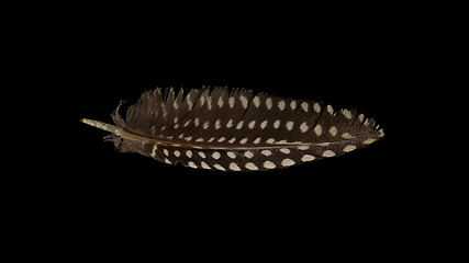 Image showing Small feather isolated