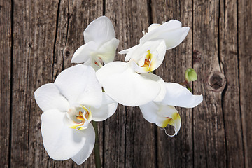 Image showing White phalaenopsis orchids
