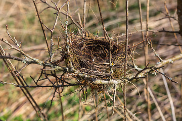 Image showing Bird's-nest