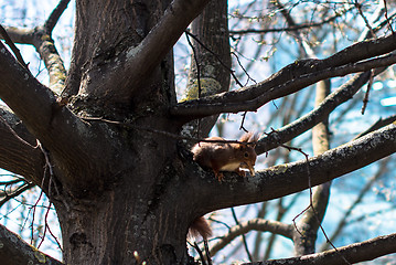 Image showing Red squirrel