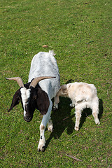 Image showing white goat suckling lamb