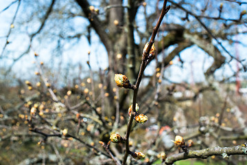 Image showing First spring buds