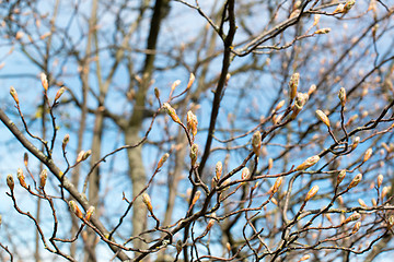 Image showing First spring buds