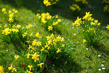 Image showing Yellow daffodils